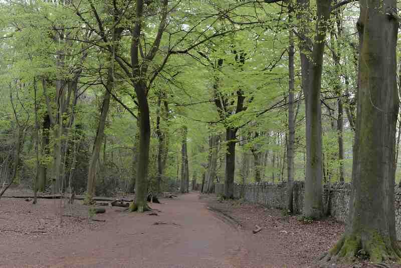 Leigh Woods National Nature Reserve