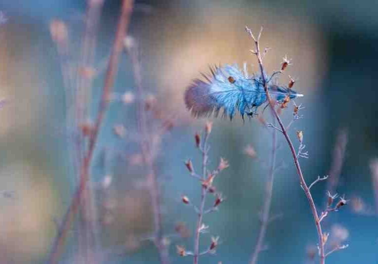 feather-nature-grasses-texture