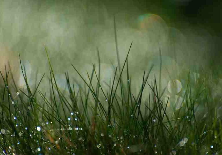 grass-with-waterdrops